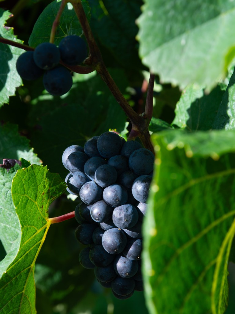 Vendange dans les champs des vignerons franciliens en ile-de-France.