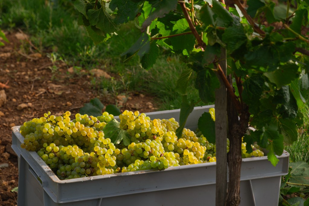 Vendange dans les champs des vignerons franciliens en ile-de-France.