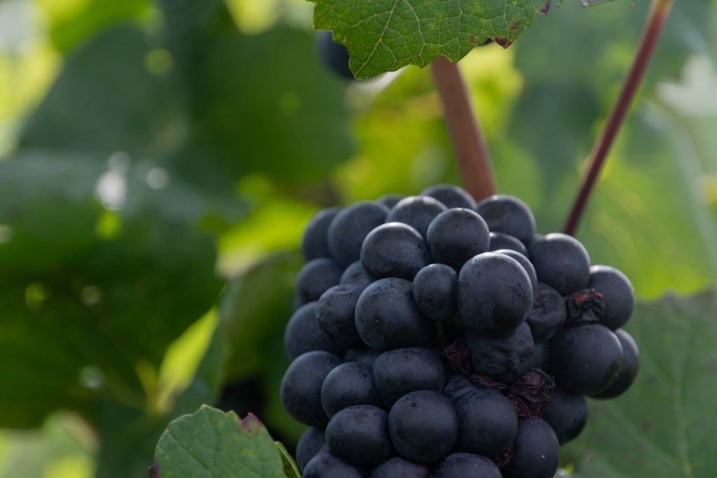 Vendange dans les champs des vignerons franciliens en ile-de-France.