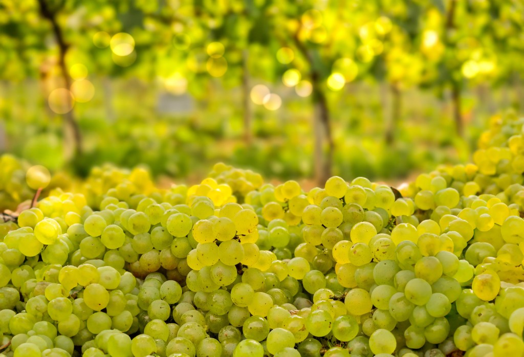 Vendange dans les champs des vignerons franciliens en ile-de-France.