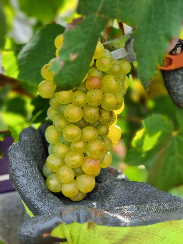 Vendange dans les champs des vignerons franciliens en ile-de-France.