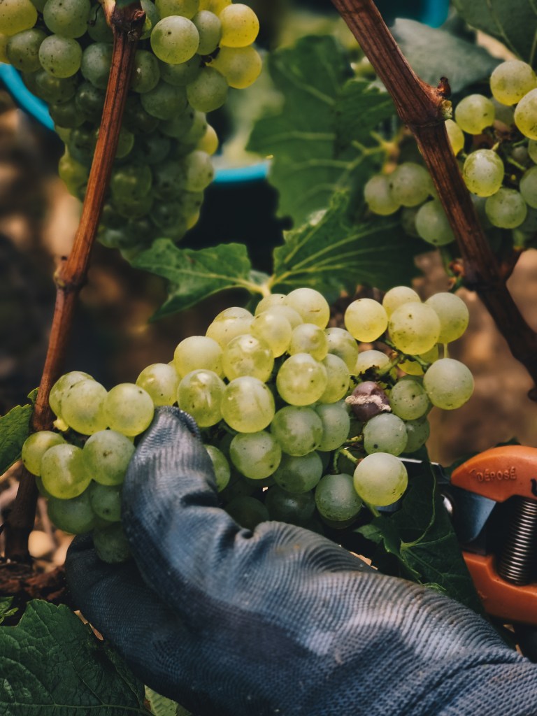 Vendange dans les champs des vignerons franciliens en ile-de-France.